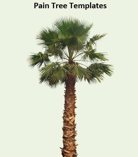 Fan Palm tree templates Fan Palm tree templates