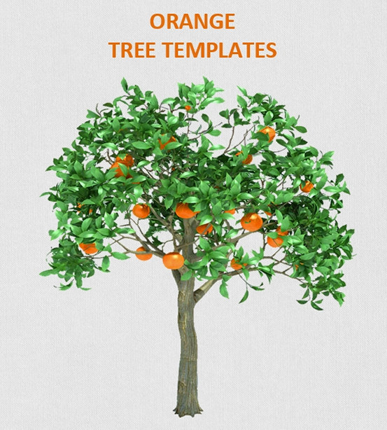 Orange tree templates Orange tree templates