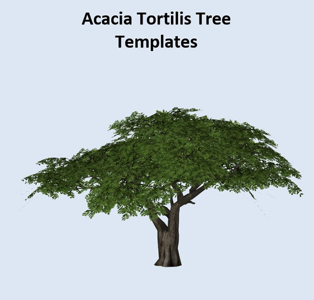 acacia tortilis tree templates acacia tortilis tree templates